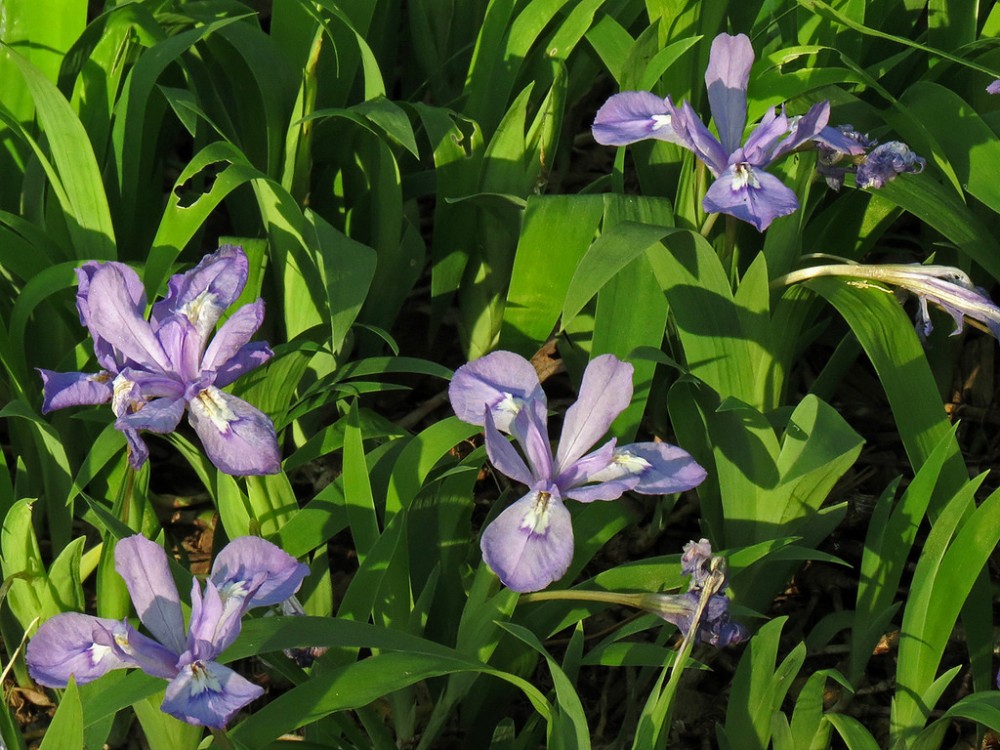 dwarf_crested_iris